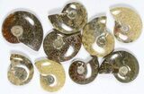 Lot: KG Madagascar Polished Ammonites (-) - Pieces #79353-1